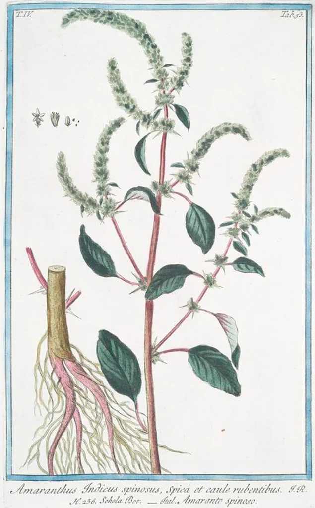 An illustration from Hortus Romanus plantaru, 1772, leaf 362