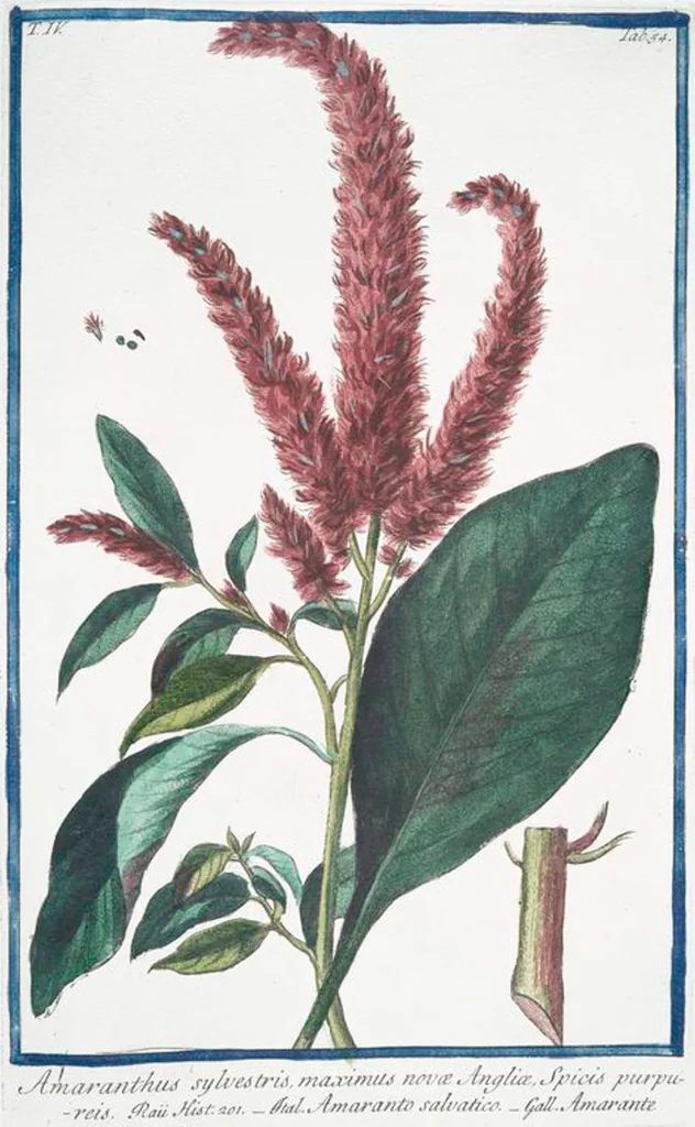 An illustration from Hortus Romanus plantaru, 1772, leaf 363