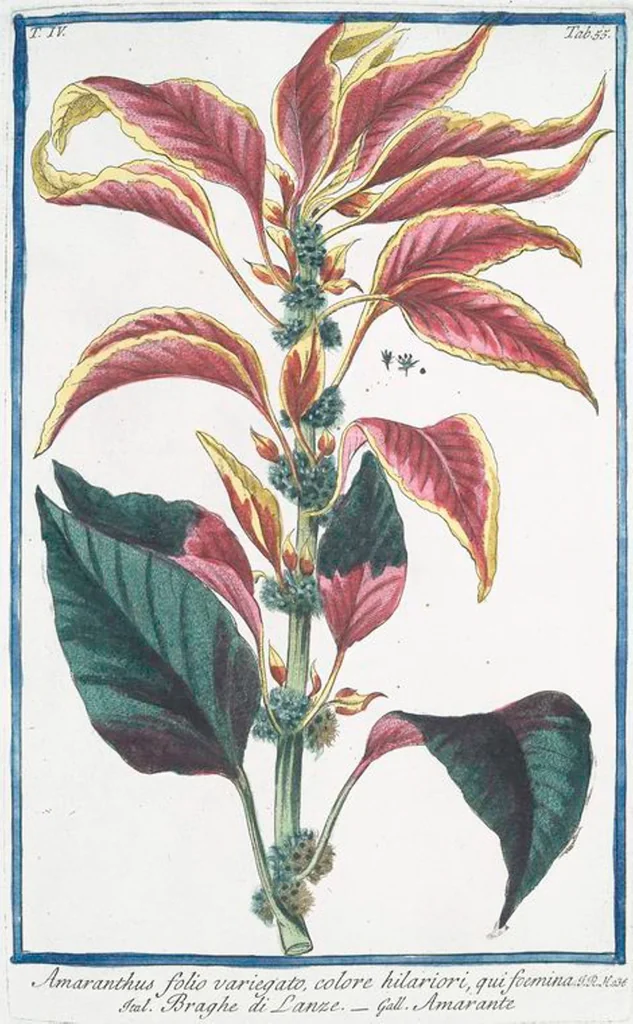 An illustration from Hortus Romanus plantaru, 1772, leaf 364
