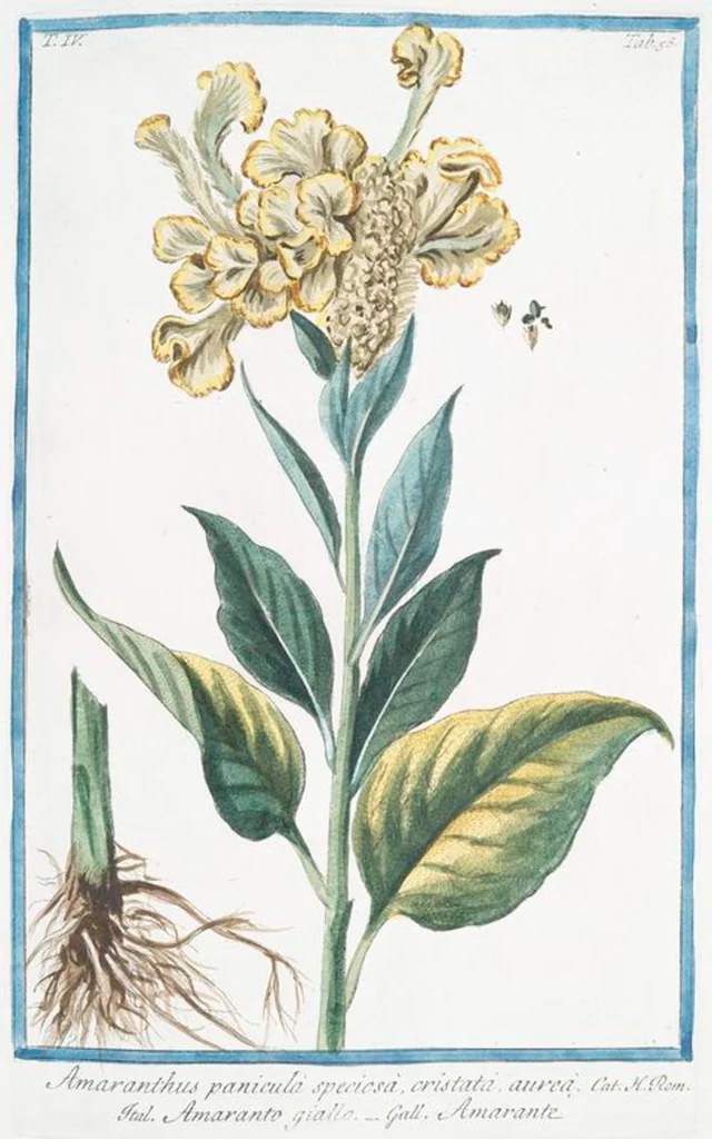 An illustration from Hortus Romanus plantaru, 1772, leaf 365