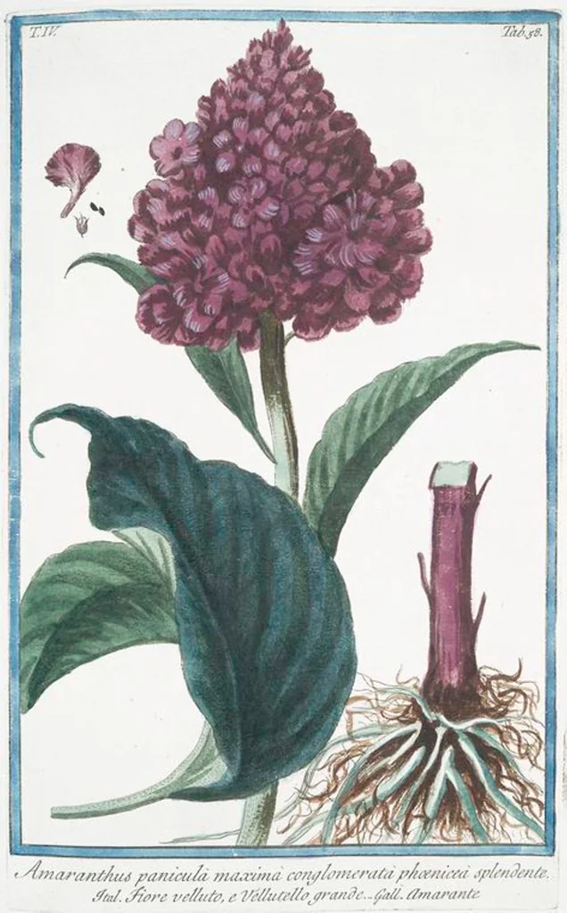 An illustration from Hortus Romanus plantaru, 1772, leaf 367