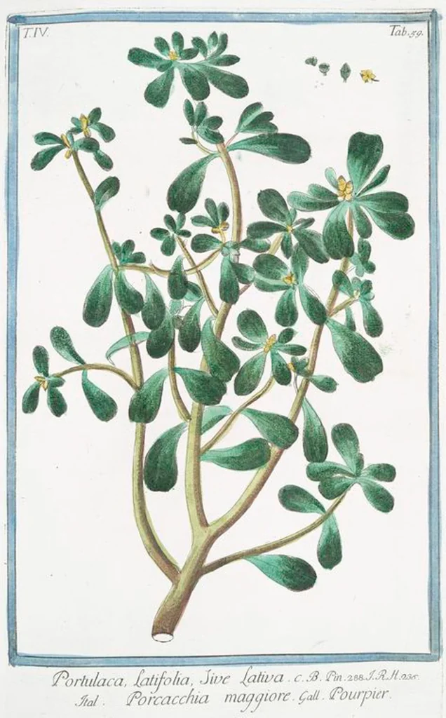 An illustration from Hortus Romanus plantaru, 1772, leaf 368