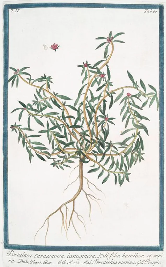An illustration from Hortus Romanus plantaru, 1772, leaf 369