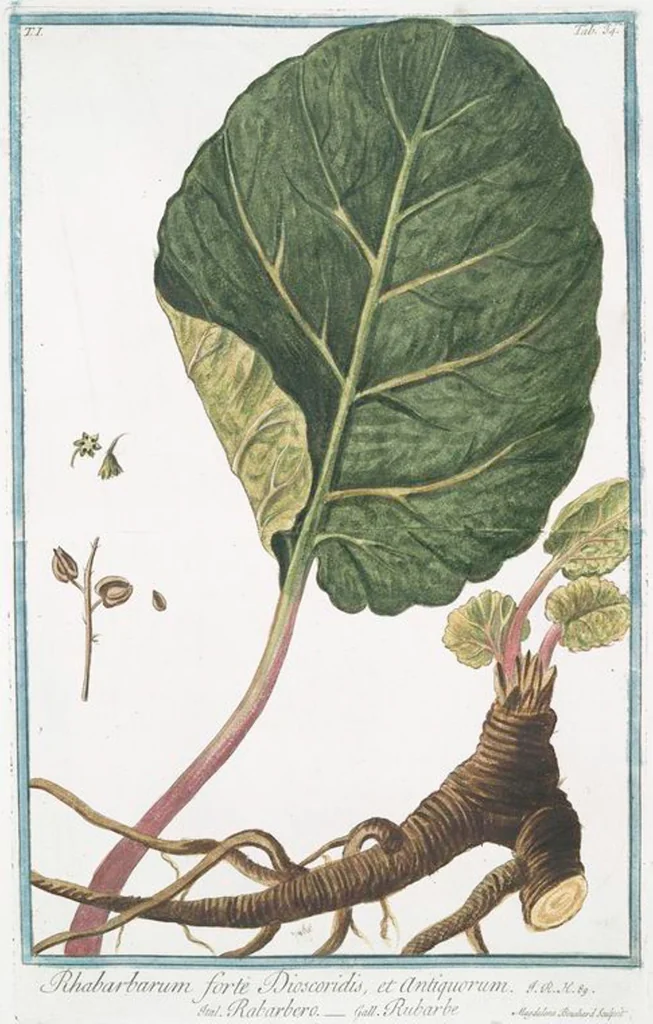 An illustration from Hortus Romanus plantaru, 1772, leaf 37