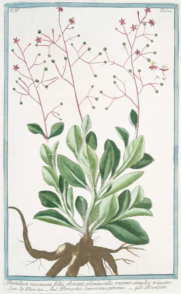 An illustration from Hortus Romanus plantaru, 1772, leaf 370