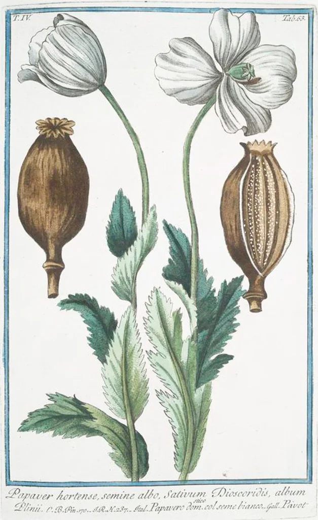 An illustration from Hortus Romanus plantaru, 1772, leaf 372