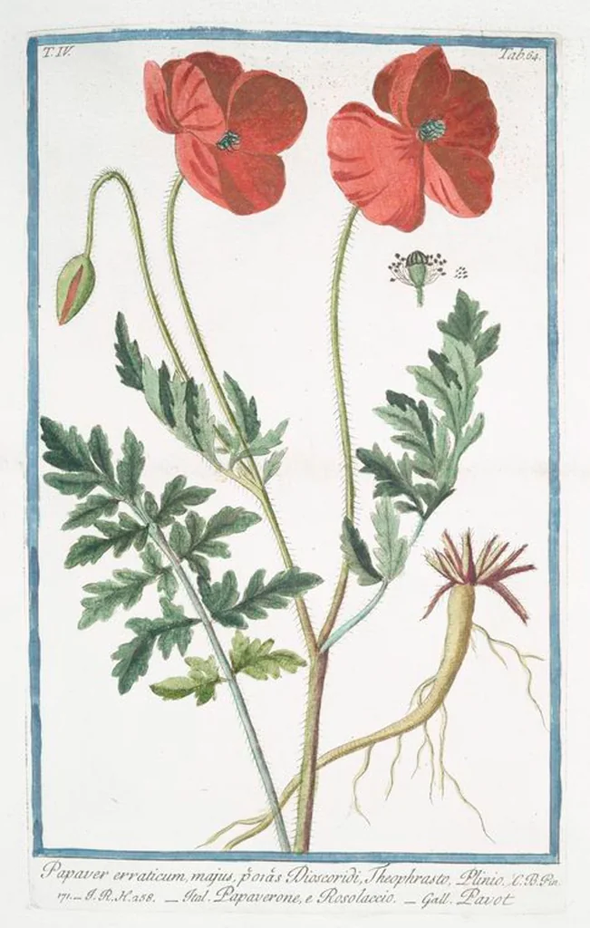 An illustration from Hortus Romanus plantaru, 1772, leaf 373