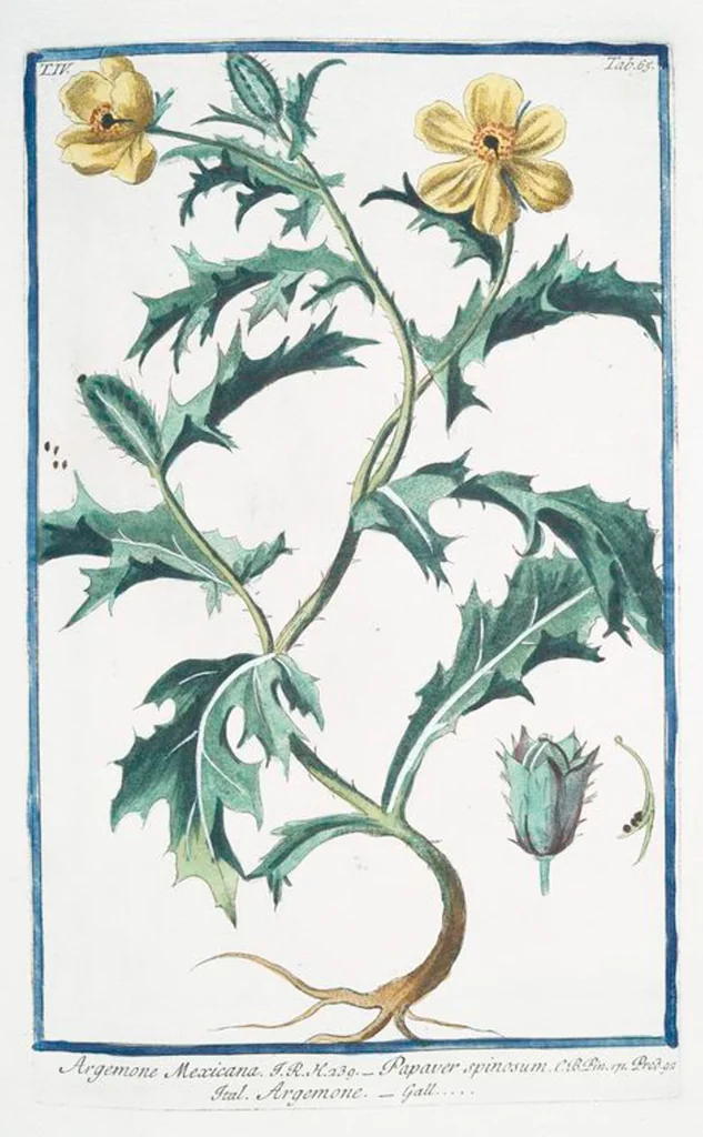 An illustration from Hortus Romanus plantaru, 1772, leaf 374