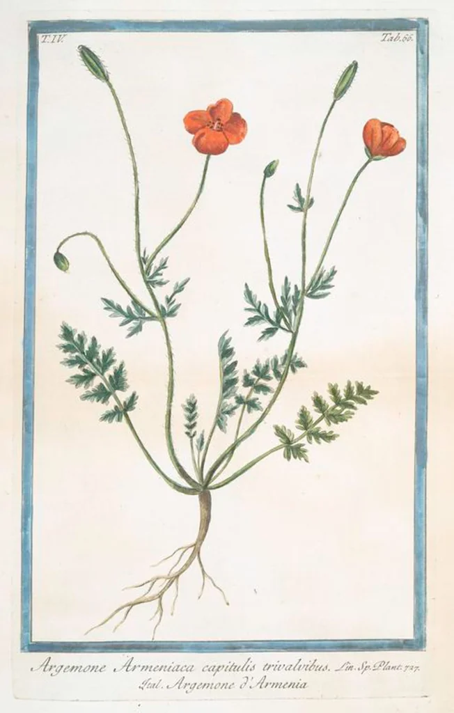 An illustration from Hortus Romanus plantaru, 1772, leaf 375