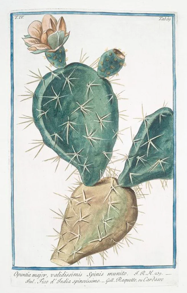 An illustration from Hortus Romanus plantaru, 1772, leaf 378