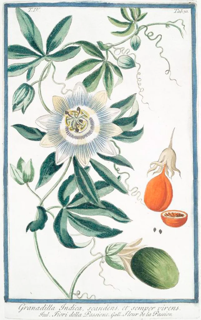 An illustration from Hortus Romanus plantaru, 1772, leaf 379