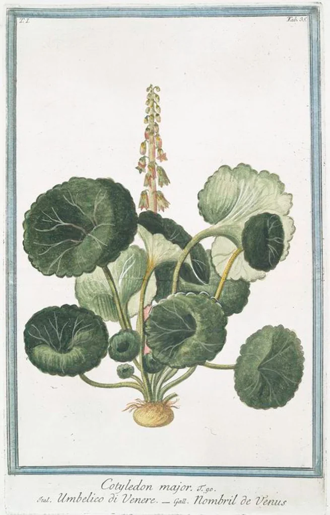 An illustration from Hortus Romanus plantaru, 1772, leaf 38