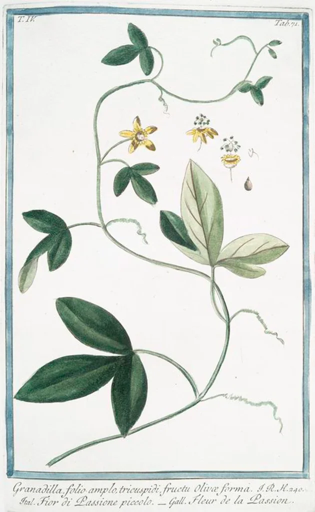 An illustration from Hortus Romanus plantaru, 1772, leaf 380