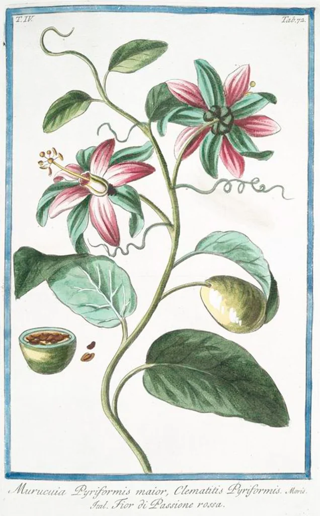 An illustration from Hortus Romanus plantaru, 1772, leaf 381