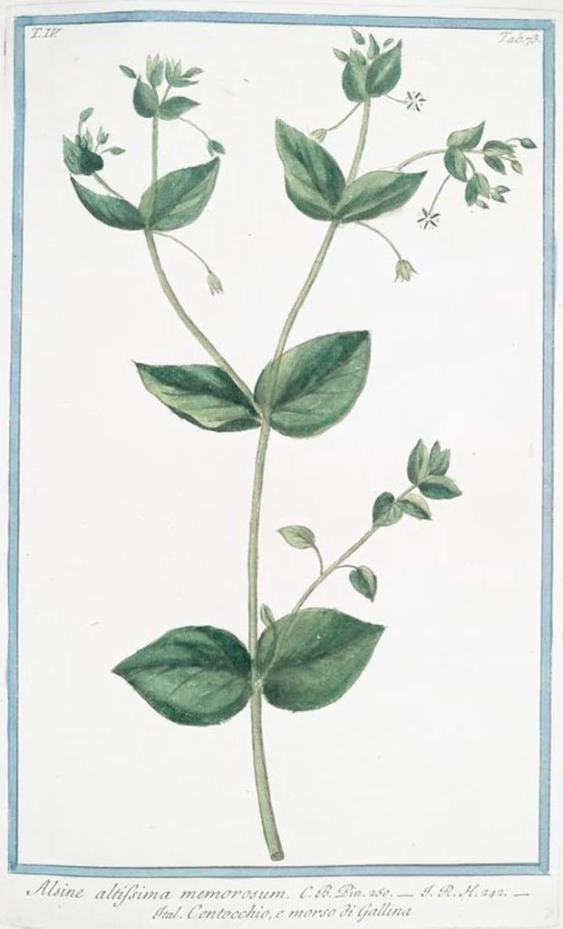 An illustration from Hortus Romanus plantaru, 1772, leaf 382