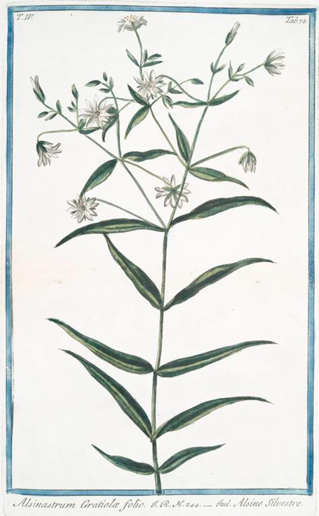 An illustration from Hortus Romanus plantaru, 1772, leaf 383
