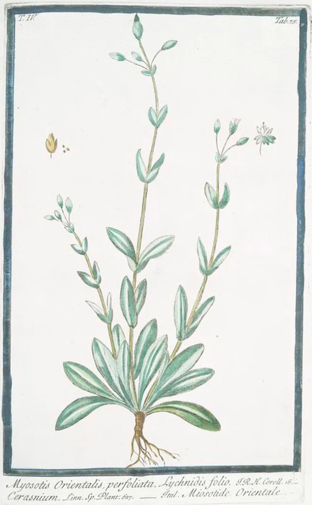 An illustration from Hortus Romanus plantaru, 1772, leaf 384