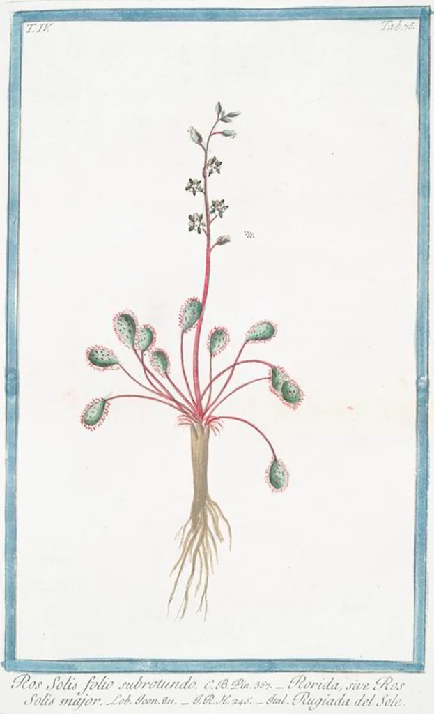 An illustration from Hortus Romanus plantaru, 1772, leaf 385