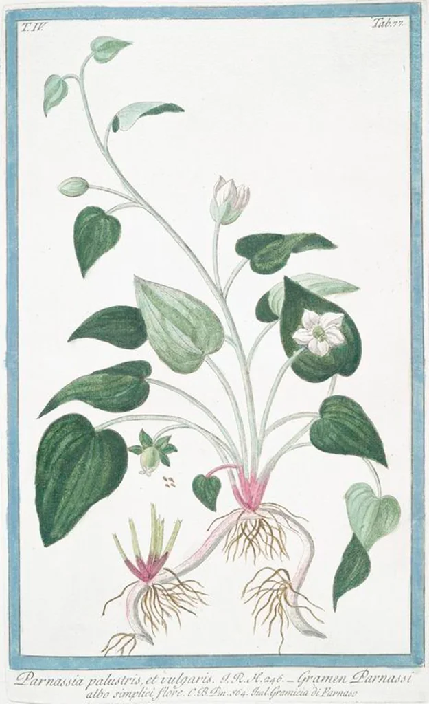 An illustration from Hortus Romanus plantaru, 1772, leaf 386