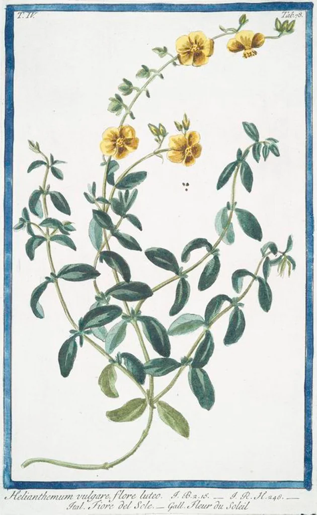 An illustration from Hortus Romanus plantaru, 1772, leaf 387