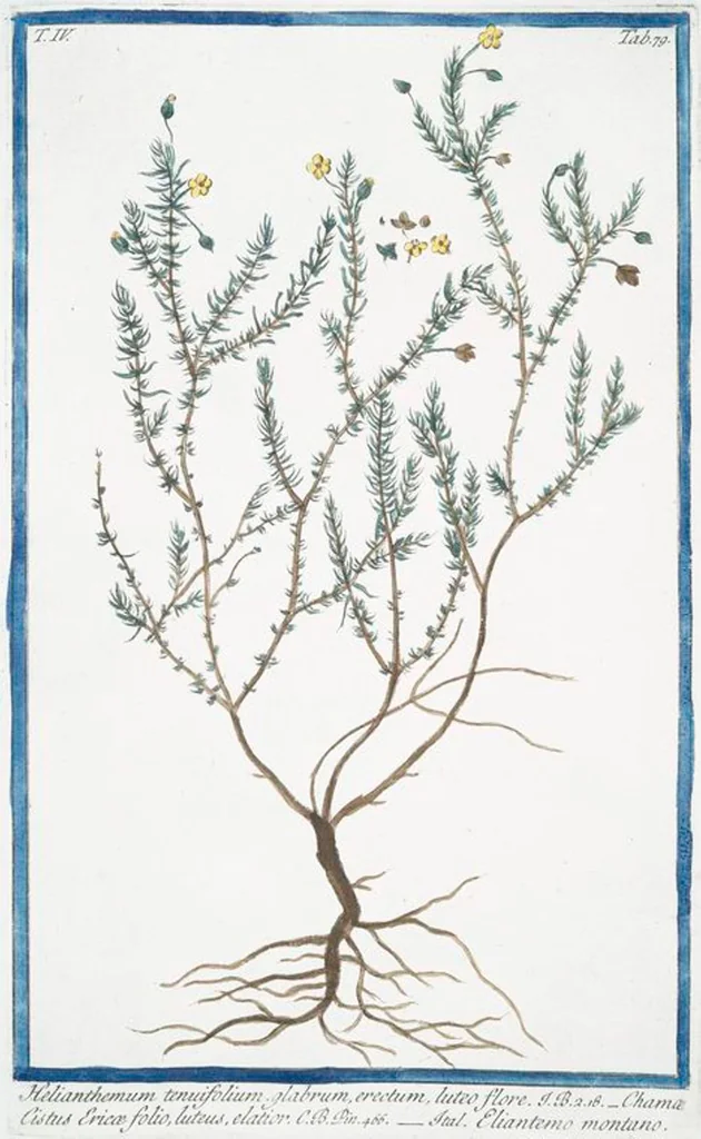 An illustration from Hortus Romanus plantaru, 1772, leaf 388