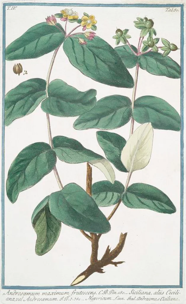An illustration from Hortus Romanus plantaru, 1772, leaf 389