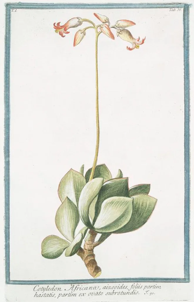An illustration from Hortus Romanus plantaru, 1772, leaf 39