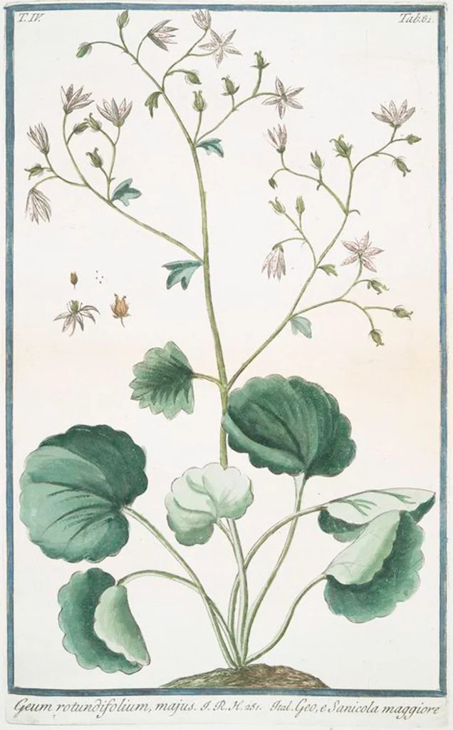 An illustration from Hortus Romanus plantaru, 1772, leaf 390