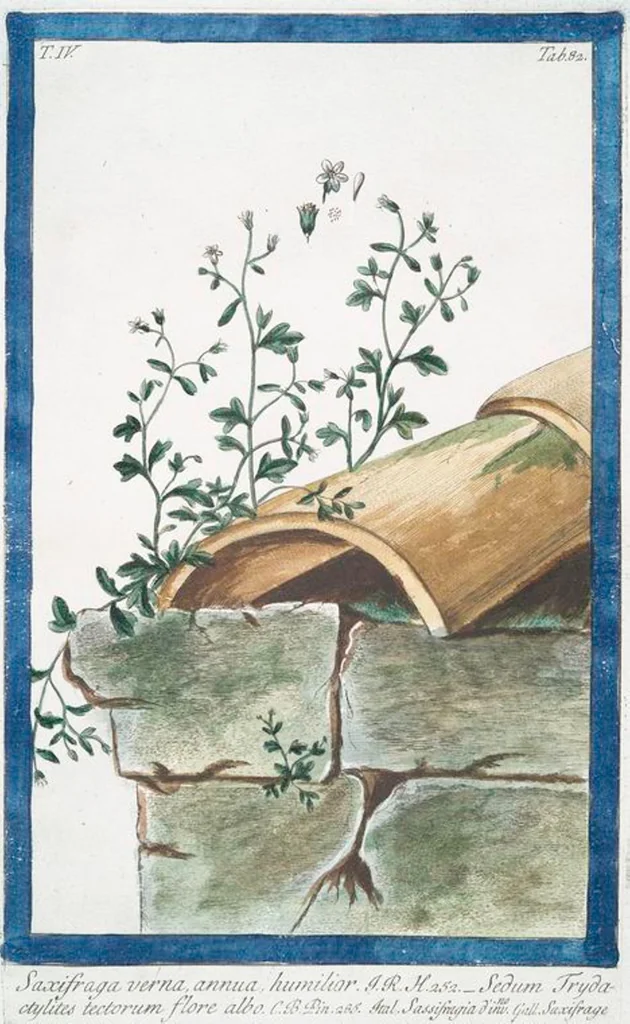 An illustration from Hortus Romanus plantaru, 1772, leaf 391