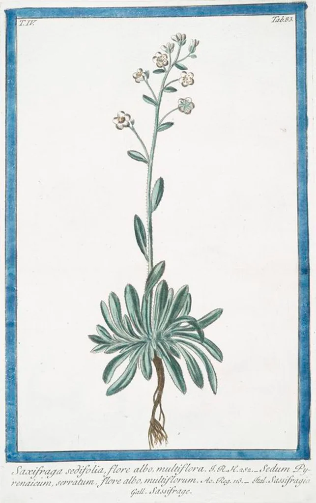 An illustration from Hortus Romanus plantaru, 1772, leaf 392