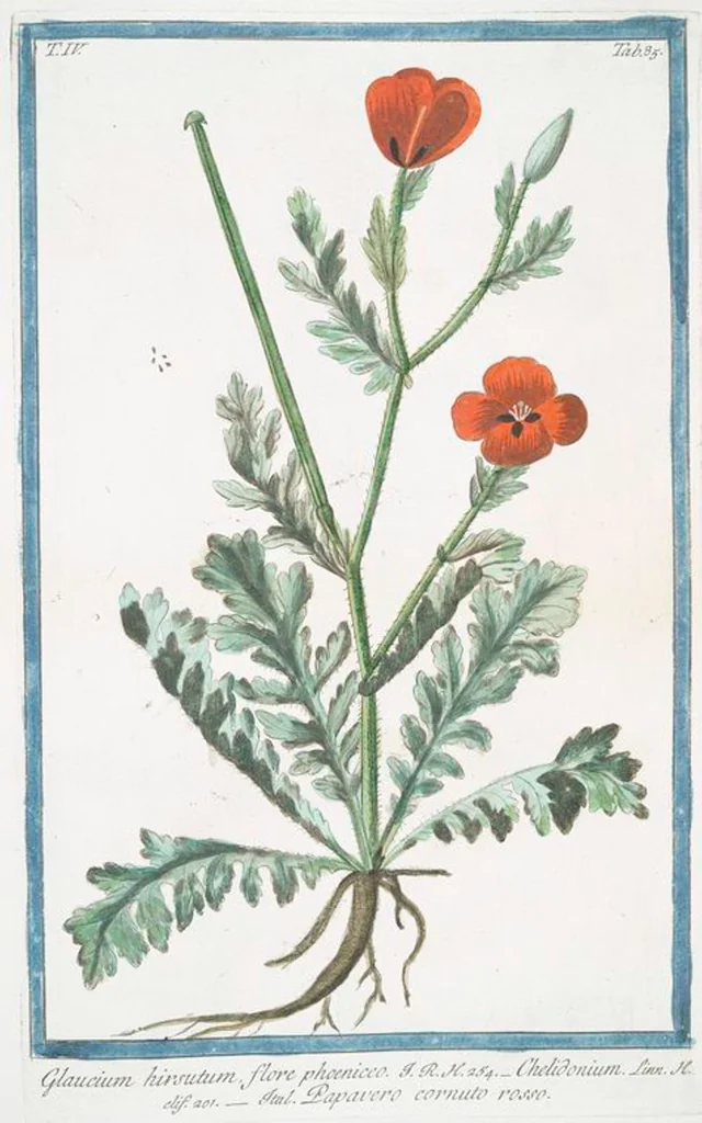 An illustration from Hortus Romanus plantaru, 1772, leaf 394