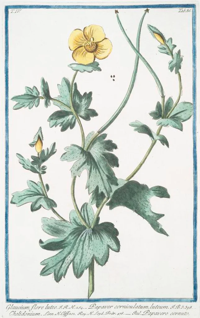 An illustration from Hortus Romanus plantaru, 1772, leaf 395