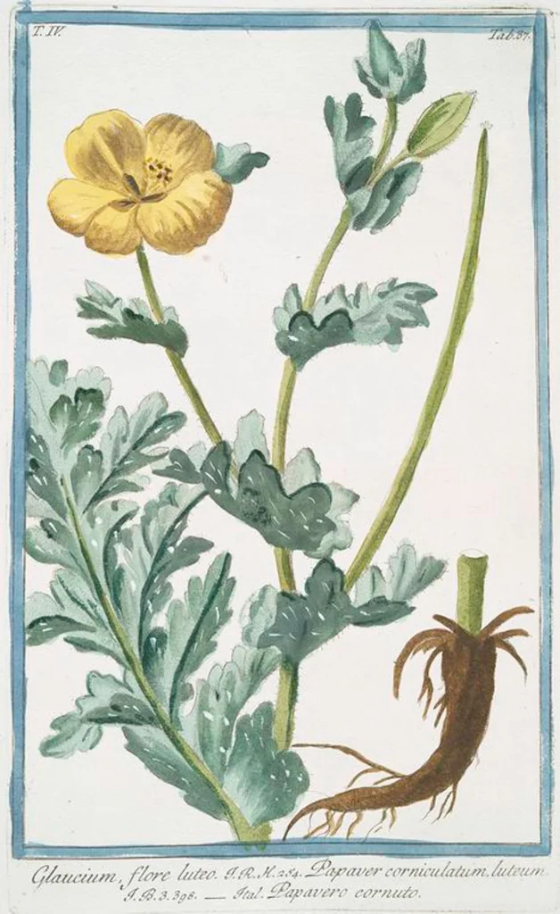 An illustration from Hortus Romanus plantaru, 1772, leaf 396