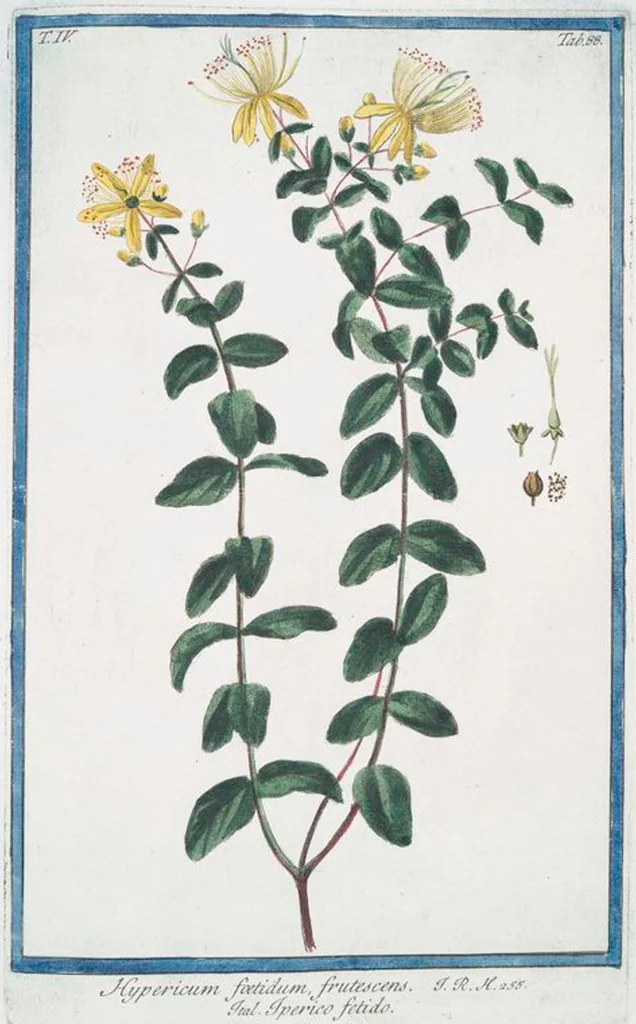 An illustration from Hortus Romanus plantaru, 1772, leaf 397