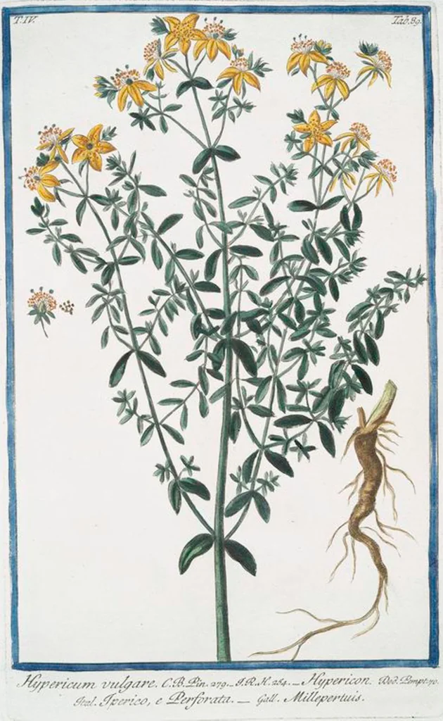 An illustration from Hortus Romanus plantaru, 1772, leaf 398