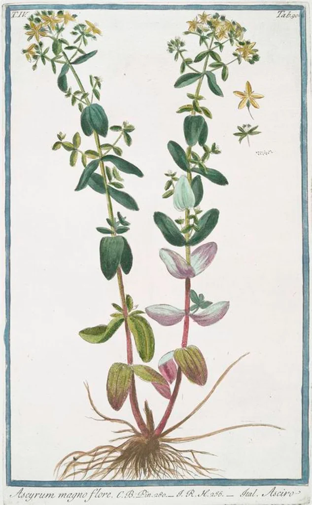 An illustration from Hortus Romanus plantaru, 1772, leaf 399