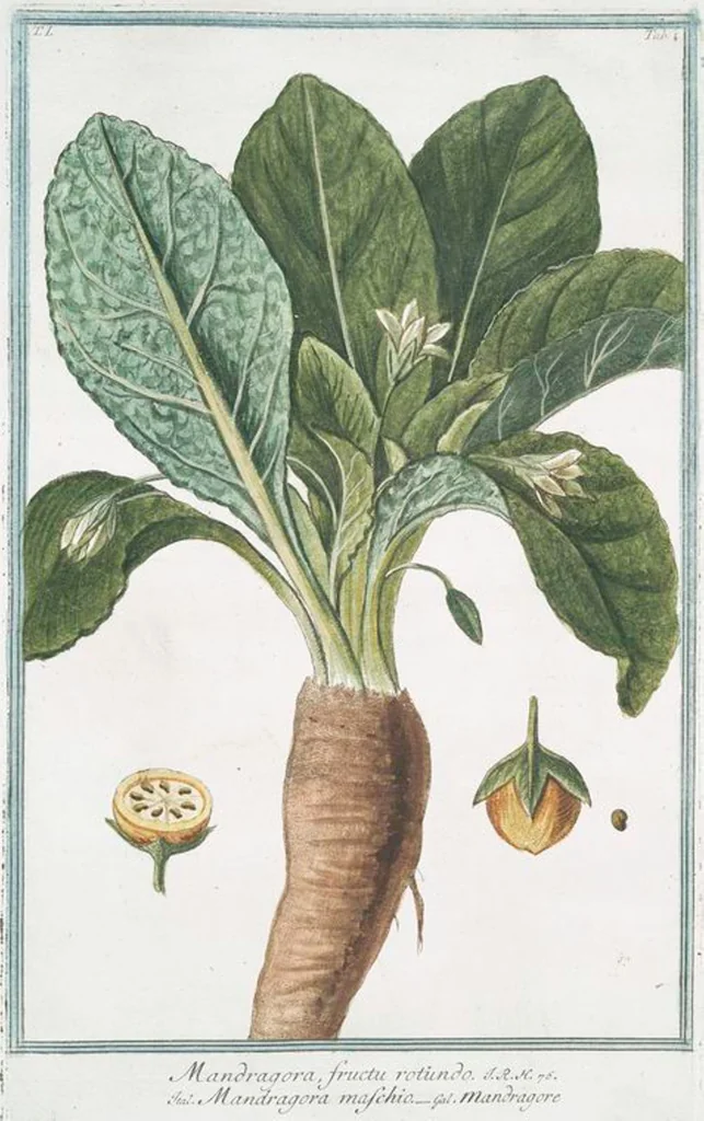 An illustration from Hortus Romanus plantaru, 1772, leaf 4