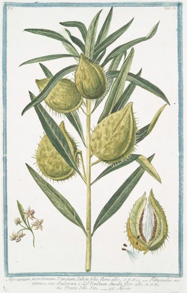 An illustration from Hortus Romanus plantaru, 1772, leaf 40