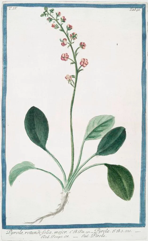 An illustration from Hortus Romanus plantaru, 1772, leaf 400