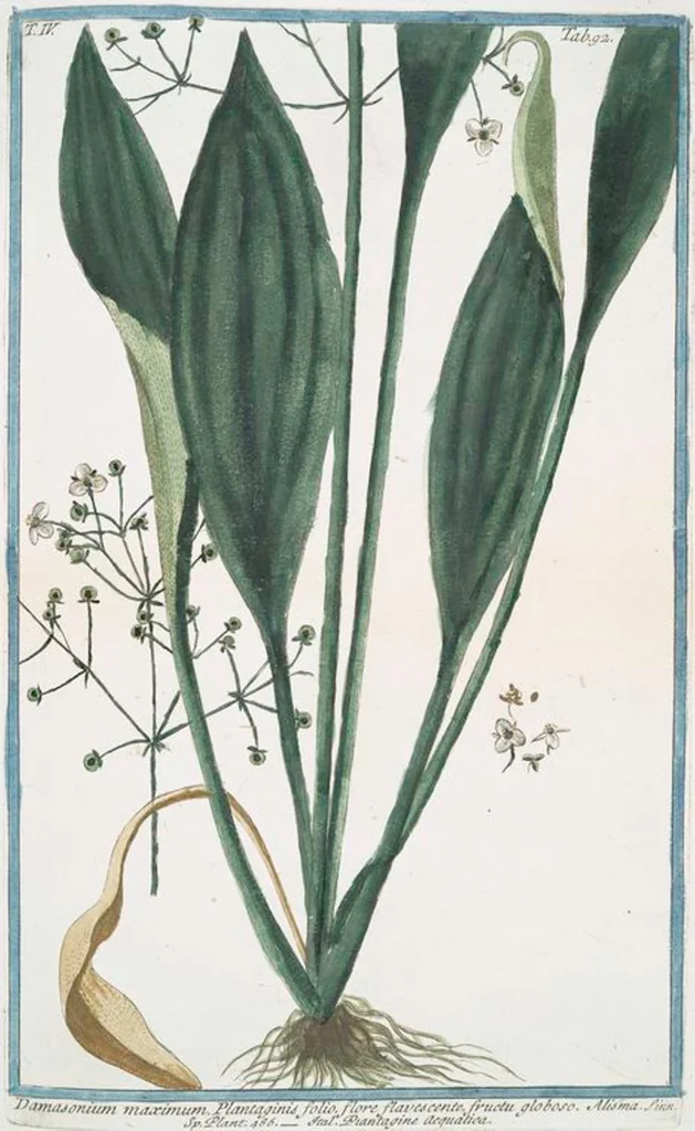 An illustration from Hortus Romanus plantaru, 1772, leaf 401