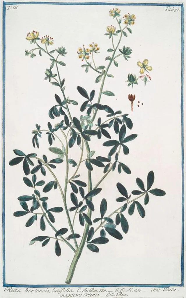 An illustration from Hortus Romanus plantaru, 1772, leaf 402