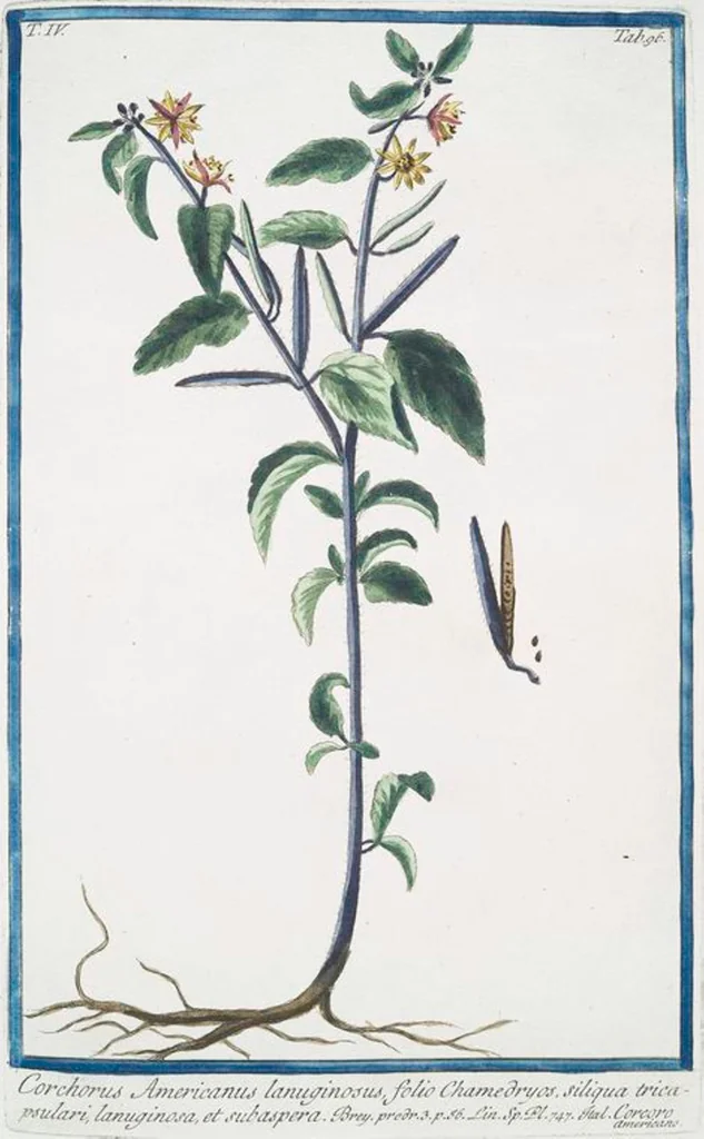 An illustration from Hortus Romanus plantaru, 1772, leaf 405