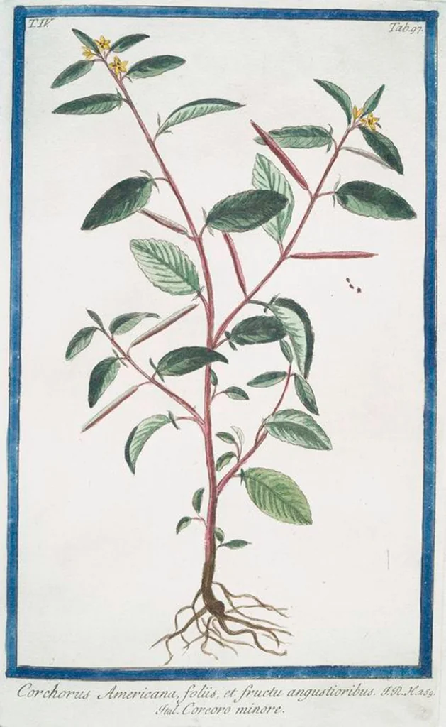 An illustration from Hortus Romanus plantaru, 1772, leaf 406