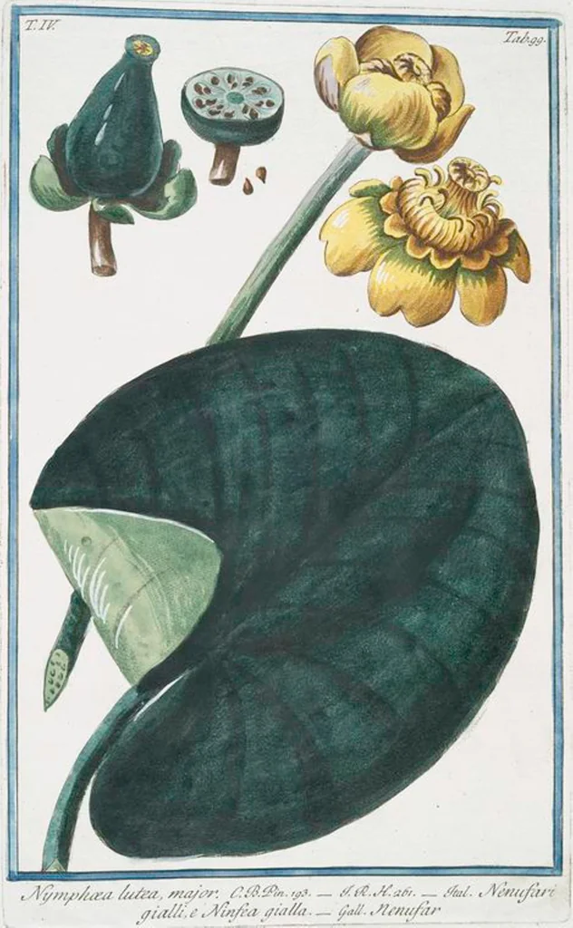 An illustration from Hortus Romanus plantaru, 1772, leaf 408