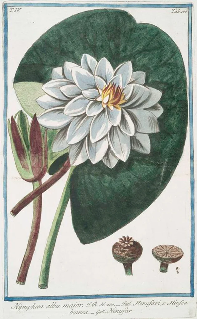 An illustration from Hortus Romanus plantaru, 1772, leaf 409