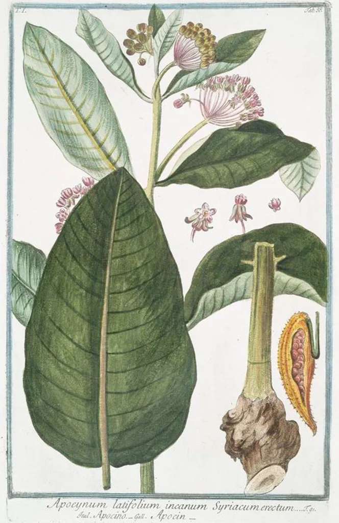 An illustration from Hortus Romanus plantaru, 1772, leaf 41