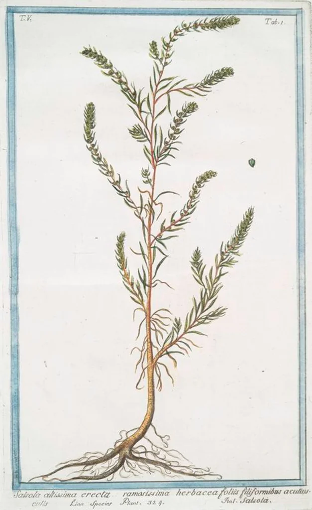 An illustration from Hortus Romanus plantaru, 1772, leaf 411