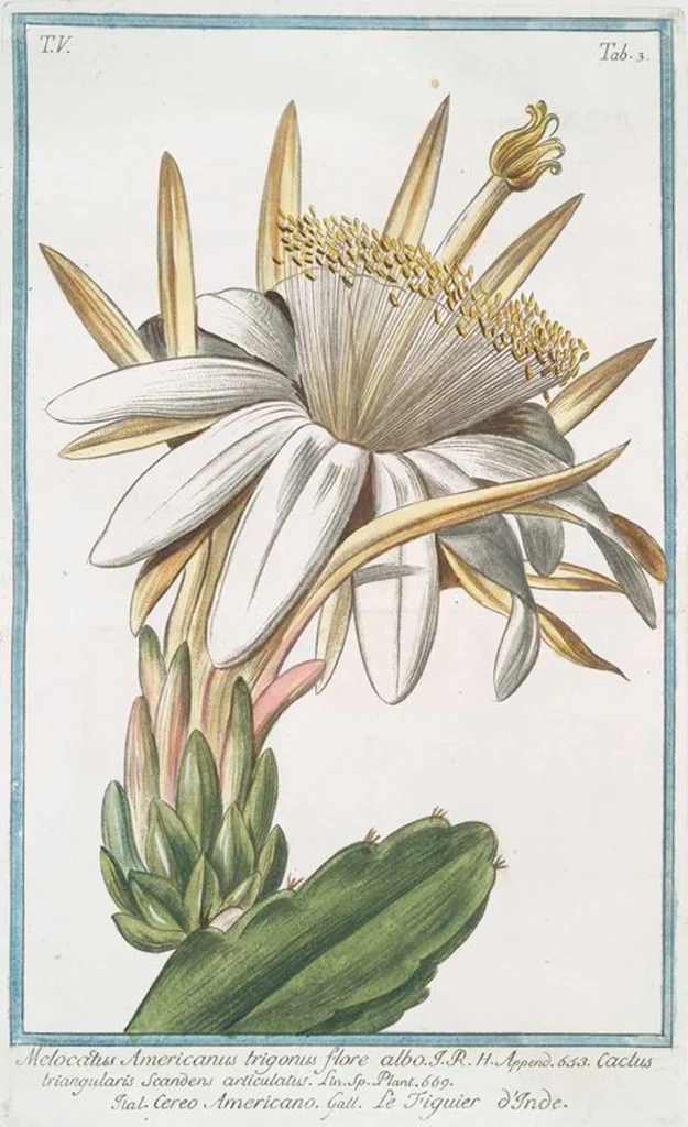An illustration from Hortus Romanus plantaru, 1772, leaf 413