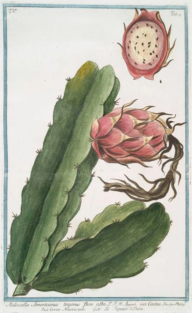 An illustration from Hortus Romanus plantaru, 1772, leaf 414