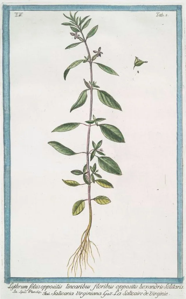 An illustration from Hortus Romanus plantaru, 1772, leaf 415